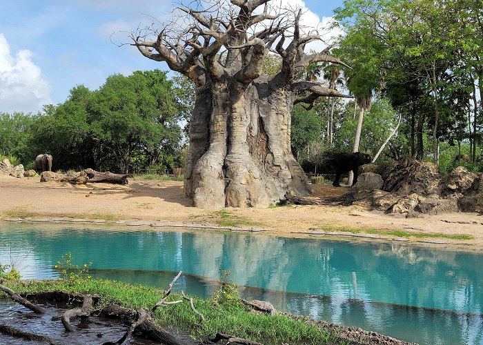 Disney's Animal Kingdom Theme Park photo