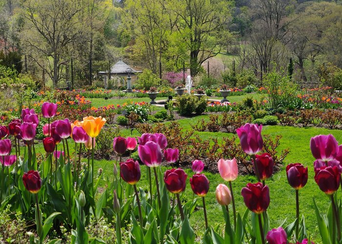 Morris Arboretum photo