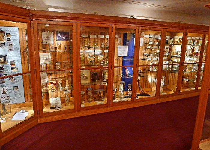 Mutter Museum photo