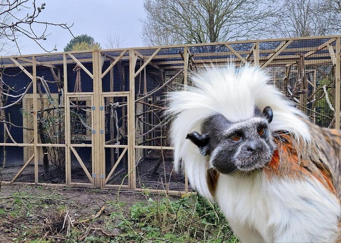 Faunapark Flakkee Dierenpark Faunapark Flakkee verwelkomt bedreigde apensoort - ZooFlits photo