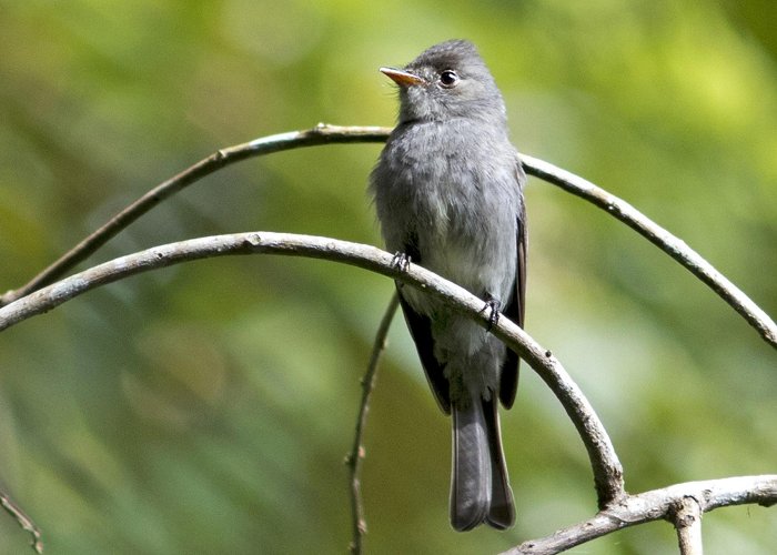 Carmo Bernardes Park Spix-piewie (cinereus groep) - eBird photo