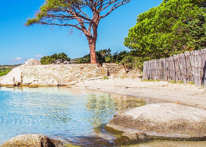 Palombaggia Beach Famous pine tree near lagoon on Palombaggia beach, Porto-Vecchio ... photo