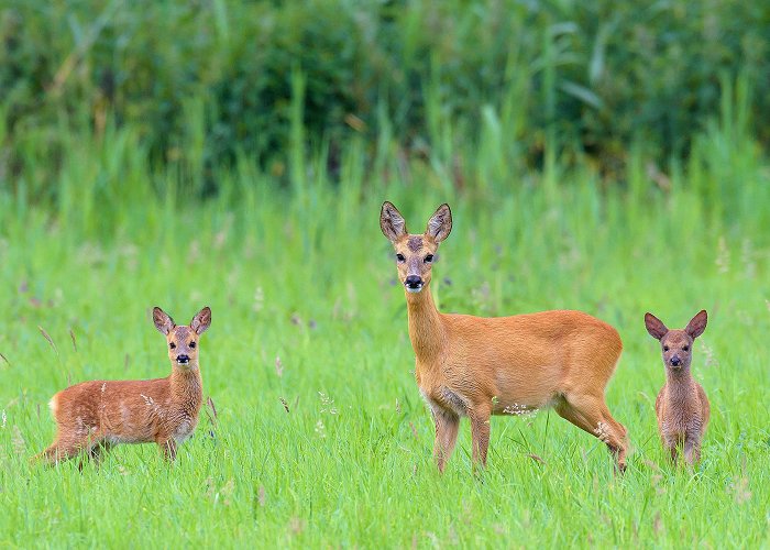 Tierpark Langenthal Tierpark Langenthal | Famigros photo