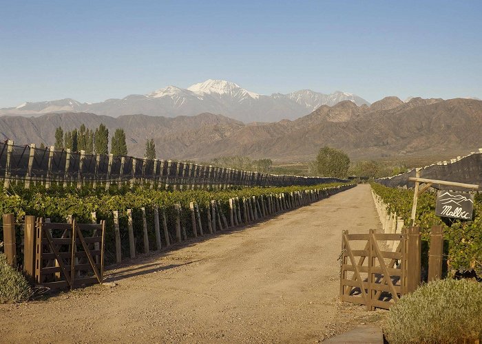 Polo Winery Luján de Cuyo Wineries: Discover our ultimate guide to Lujan de Cuyo photo