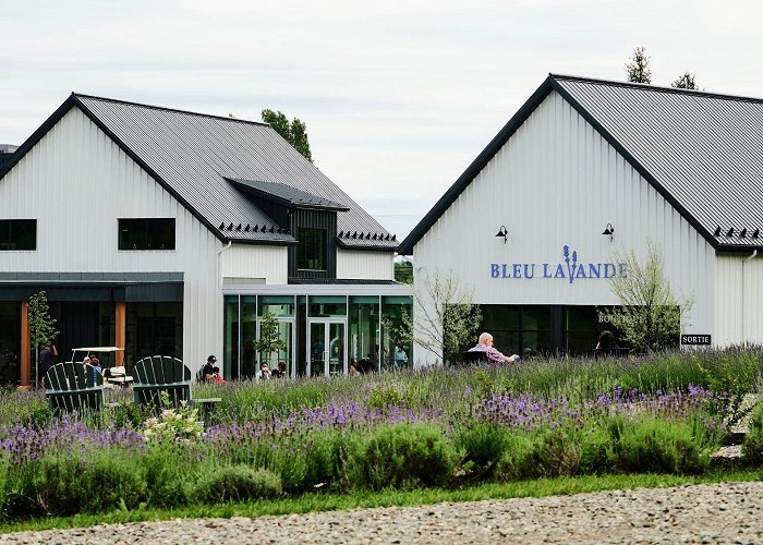 Bleu Lavande Visit our lavender fields in Magog, Quebec | Lavender farm photo