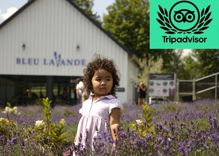 Bleu Lavande Visit our lavender fields in Magog, Quebec | Lavender farm photo