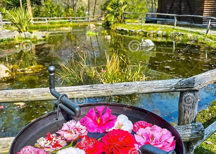 Camellia Park Locarno The Vase with Camellia Flowers in Camellia Park, Locarno ... photo