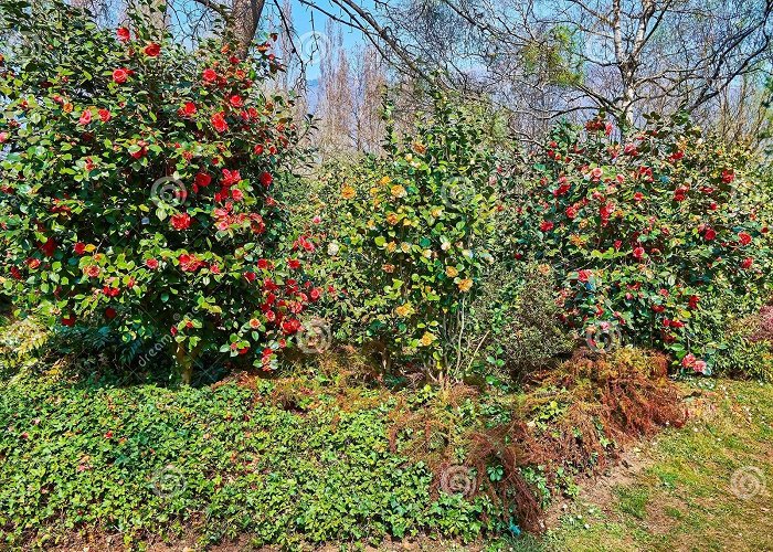 Camellia Park Locarno 298 Camellia Bushes Stock Photos - Free & Royalty-Free Stock ... photo