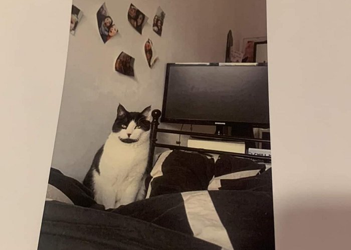 Postjesweg Lost cat in Amsterdam, in Postjesweg area, please if you have any ... photo