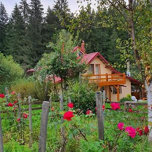 Forest Vibes Spa Hotel Cimpu lui Neag Exterior photo