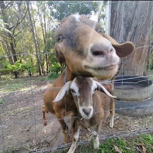 Farm Granny Flat - Pet Friendly Kororo Basin Exterior photo