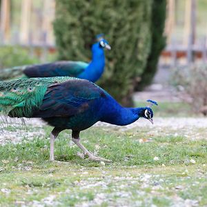 Ca'Novae - Tuscany Farmhouse Bed & Breakfast Montieri Exterior photo