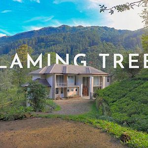 Flaming Tree Resorts Kiriwan Eliya Exterior photo