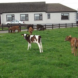 Ave Maria Farmhouse Bed & Breakfast Aughris Exterior photo