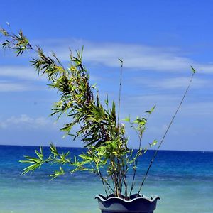 Mlk Bamboo Beachhouse Hotel Alegria  Exterior photo